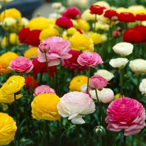 Ранункулюс Авив смесь (Ranunculus Aviv mixed), 15 шт (разбор 7/8) - картинка 2