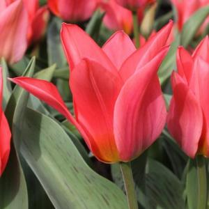 Тюльпан Торонто (Toronto), 25 шт (разбор 12/14!) - картинка 3