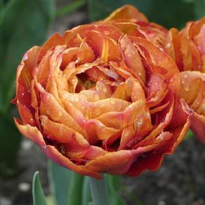 Тюльпан Брауни (Brownie), 5 шт (разбор 12/14) - картинка 4