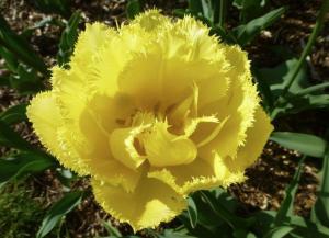 Тюльпан Лемон Шут (Lemon Shoot), 10 шт (разбор 12/14) - картинка 2