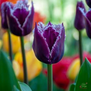 Тюльпан Сан Мартин (San Martin), 10 шт (разбор 12/14) - картинка 4