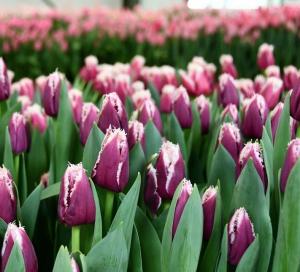 Тюльпан Сан Мартин (San Martin), 10 шт (разбор 12/14) - картинка 1