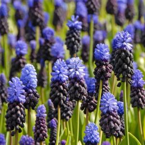 Мускари Латифолиум (Muscari latifolium), 20 шт (разбор 7/8) - картинка 1