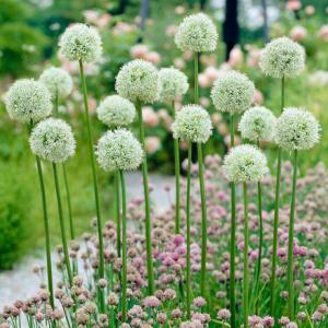 Аллиум Маунт Эверест (Allium Mount Everest), 1 шт (разбор 20/22) - картинка 1