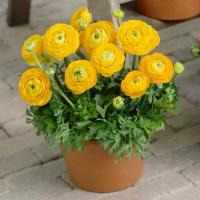 Ранункулюс Авив Джун (Ranunculus Aviv Jaune), 15 шт (разбор 7/8)