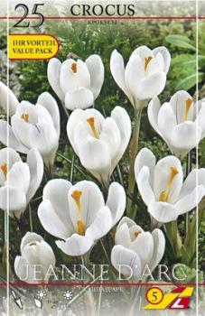 Крокус Жанна д`Арк (Jeanne d'Arc), 25 шт - картинка 2