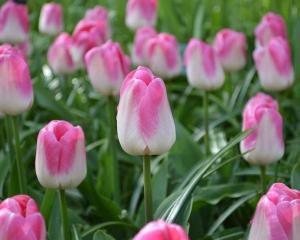 Тюльпан Иннуэндо (Innuendo), 10 шт (разбор 12/14) - картинка 4