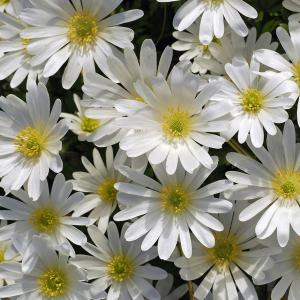 Анемона Бланда Уайт Сплендор (Anemone blanda White Splendour), 25 шт (разбор 5/6) - картинка 1