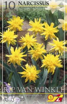 Нарцисс Рип ван Уинкл (Rip van Winkle), 10 шт (разбор 10/12) - картинка 2