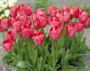 Тюльпан Ван Эйк (Van Eijk), 25 шт (разбор 12/14!) - картинка 1