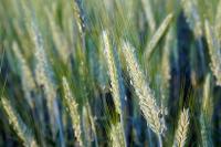 Сидерат Ячмень Яромир, 450 г