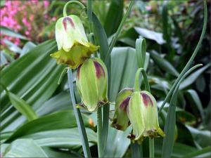 Рябчик Акмопетала (Fritillaria acmopetala), 5 шт (разбор 8/9) - картинка 3