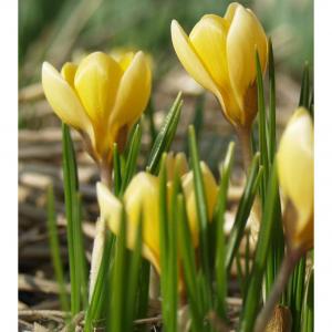 Крокус Романс (Romance), 25 шт (разбор 5/7) - картинка 3