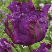 Тюльпан Викториа'c Сикрет (Victoria's Secret), 10 шт (разбор 11/12)