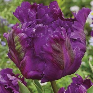 Тюльпан Викториа'c Сикрет (Victoria's Secret), 10 шт (разбор 11/12) - картинка 1