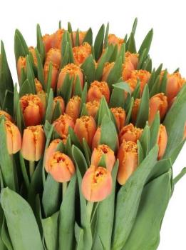 Тюльпан Оген (Ogene), 10 шт (разбор 12/14) - картинка 1
