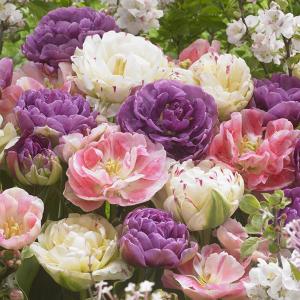 Тюльпан Романтик Сюрпрайз смесь (Romantic Surprise - Angelique/Danceline/Royal Acres), 15 шт - картинка 1