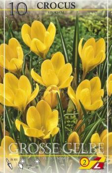 Крокус Геел (Geel=Yellow Mammouth), 10 шт (разбор 9/10) - картинка 4