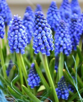 Мускари Арменикум (Muscari armeniacum), 25 шт (разбор 8/9) - картинка 2