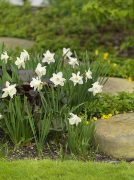 Нарцисс Маунт Худ (Mount Hood), 5 шт (разбор 12/14) - картинка 2
