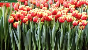 Тюльпан Шелл (Shell), 10 шт (разбор 11/12) - картинка 2