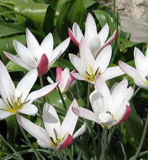 Тюльпан Клузиана Леди Джейн (clusiana Lady Jane), 20 шт - картинка 1