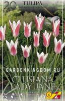 Тюльпан Клузиана Леди Джейн (clusiana Lady Jane), 20 шт
