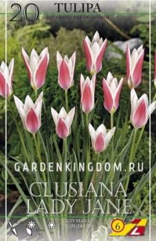 Тюльпан Клузиана Леди Джейн (clusiana Lady Jane), 20 шт - картинка 2