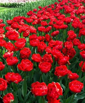 Тюльпан Миранда (Miranda), 25 шт - картинка 1