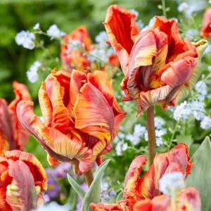 Тюльпан Раста Пэррот (Rasta Parrot), 10 шт (разбор 12/14) - картинка 2