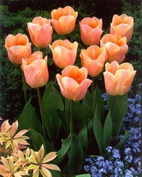 Тюльпан Эприкот Бьюти (Apricot Beauty), 10 шт (разбор 11/12) - картинка 6