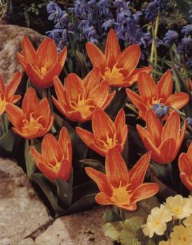 Тюльпан Шекспир (Shakespeare), 10 шт (разбор 11/12) - картинка 2