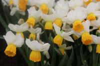 Нарцисс Оранж Комет (Orange Comet), 5 шт (разбор 12/14)