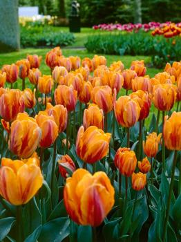 Тюльпан Принцесса Ирен (Prinzessin Irene), 10 шт (разбор 11/12) - картинка 6