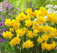 Нарцисс Голден Делишез (Golden Delicious), 10 шт (разбор 10/12)