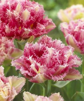 Тюльпан Кул Кристал (Cool Crystal), 5 шт (разбор 12/14) - картинка 2