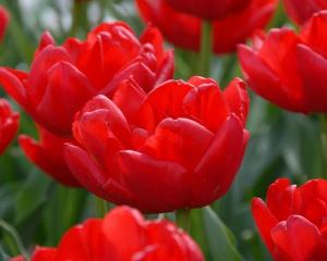 Тюльпан Ларго (Largo), 10 шт (разбор 11/12) - картинка 2