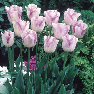 Тюльпан Ширли (Shirley), 10 шт (разбор 12/14) - картинка 1