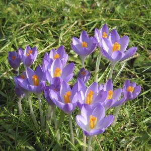 Крокус Барр'c Пепл (Barr's Purple), 25 шт (разбор 5/7) - картинка 2