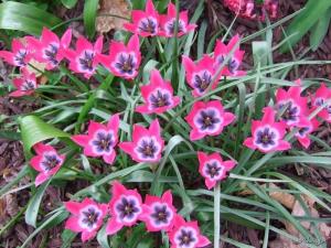 Тюльпан хумилис Литтл Бьюти (humilis Little Beauty), 15 шт (разбор 6/7) - картинка 3