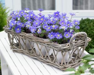 Анемона Бланда Блю Шейдс (Anemone blanda Blue Shades), 25 шт (разбор 5/6) - картинка 1