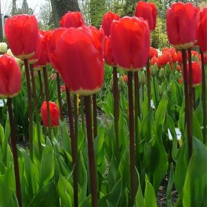 Тюльпан Фостери Кинг (Fostery King), 5 шт (разбор 11/12) - картинка 1