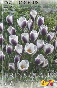 Крокус Принц Клаус (Prins Claus), 25 шт (разбор 5/7) - картинка 4