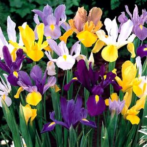 Ирис голландский смесь (Iris hollandica), 20 шт (разбор 8/9) - картинка 3