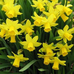 Нарцисс Тет-а-Тет (Tete a Tete), 30 шт - картинка 2