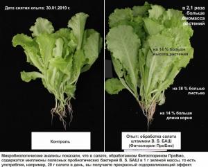 Фитоспорин ПроБио микробиолическое удобрение, 0.5 л - картинка 6