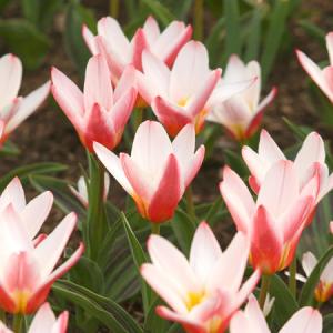 Тюльпан Хатс Делайт (Hearts Delight), 10 шт (разбор 11/12) - картинка 4