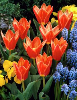 Тюльпан Шекспир (Shakespeare), 10 шт (разбор 11/12) - картинка 5