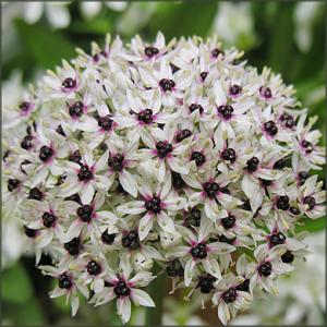 Аллиум Сильвер Спринг (Allium Silver Spring), 3 шт (разбор 12/14) - картинка 3