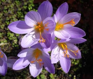 Крокус Специосус Конкерор (Crocus speciosus Conqueror), 20 шт (разбор 5/7) - картинка 1